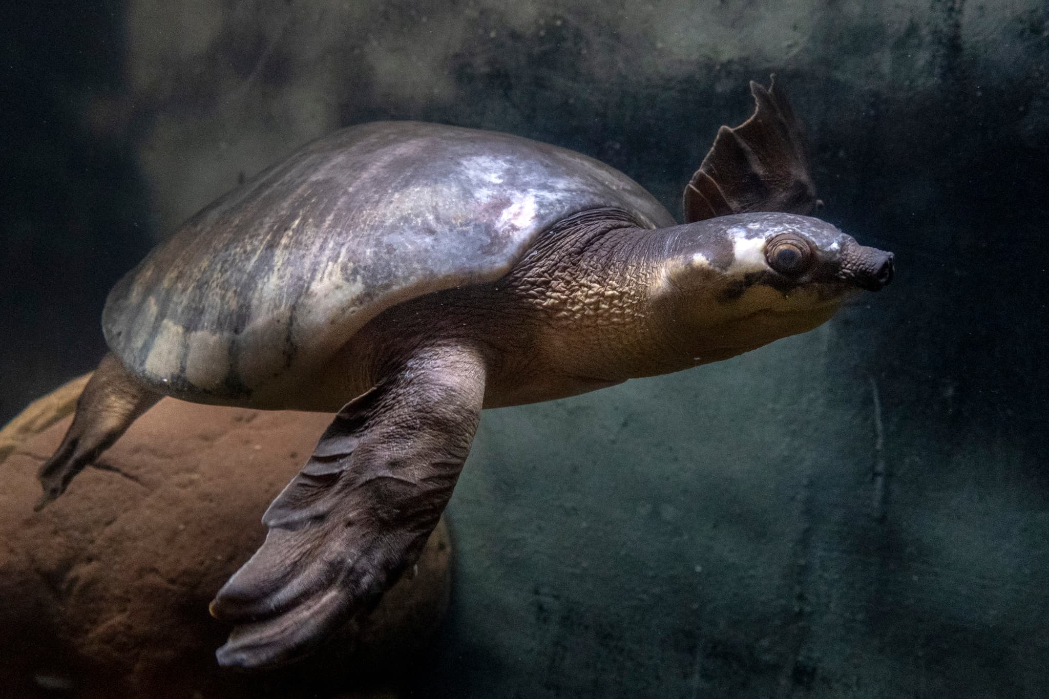 Sepik River, Kopar Village
