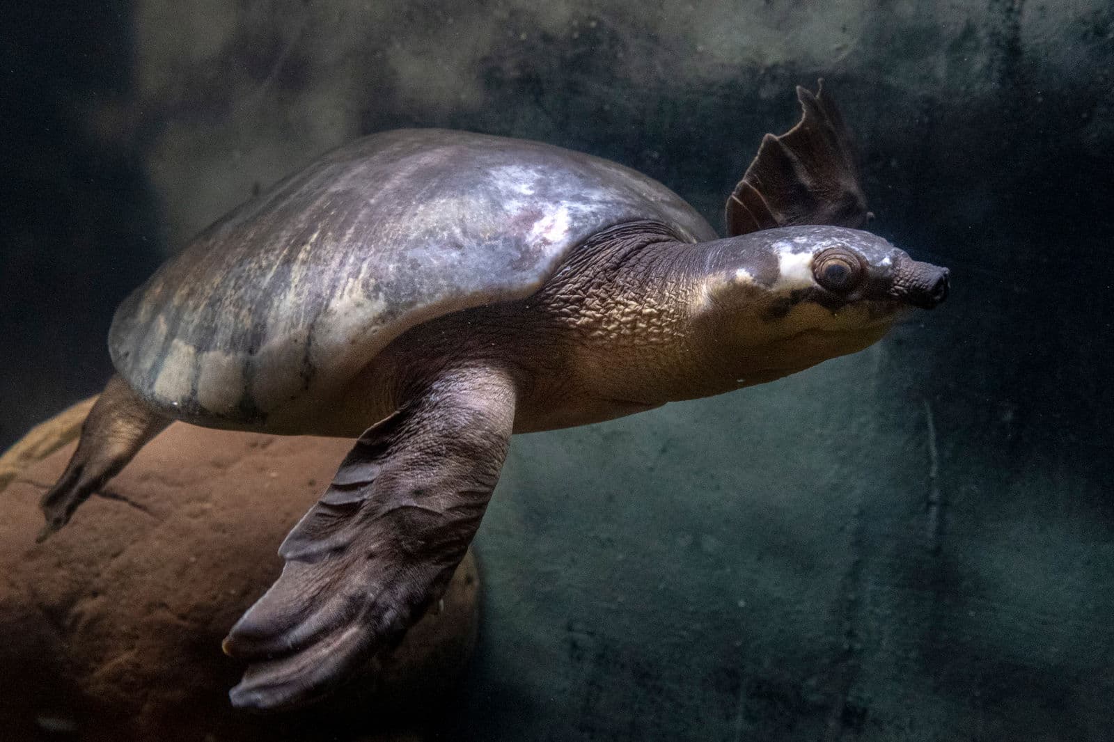 Sepik River, Kopar Village